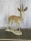 Lifesize Steenbok on Base