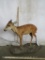 Lifesize Duiker on Base