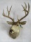 Mule Deer Sh Mt TAXIDERMY