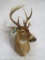 Whitetail Sh Mt TAXIDERMY