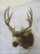 Mule Deer Sh Mt TAXIDERMY