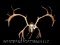 HUGE set of CARIBOU ANTLERS ,on a Walnut panel...15 points x 13 points, 46 inches tall, & 46 inches