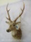 Axis Deer Sh Mt TAXIDERMY