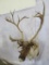 Caribou Sh Mt TAXIDERMY