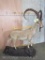 Lifesize Ibex on Base TAXIDERMY