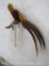 Golden Pheasant on Perch TAXIDERMY