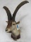 Ibex Sh Mt TAXIDERMY