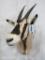 Gemsbok Sh Mt TAXIDERMY