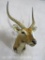 Kafue Lechwe Sh Mt TAXIDERMY