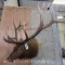 ELK SH MT TAXIDERMY