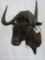 Black Wildebeest Sh Mt TAXIDERMY