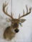 Whitetail Sh Mt TAXIDERMY