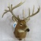 XL Funky Whitetail Sh Mt TAXIDERMY