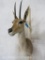 Val Reedbuck Sh Mt TAXIDERMY