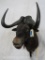 Black Wildebeest Sh Mt TAXIDERMY