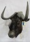 Black Wildebeest Sh Mt TAXIDERMY