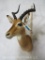 Impala Sh Mt TAXIDERMY