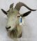 Ibex Sh Mt TAXIDERMY