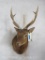 Sika Deer Sh Mt TAXIDERMY