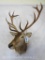 Red Stag Sh Mt TAXIDERMY