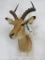 Impala Sh Mt TAXIDERMY