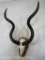 Kudu Skull on Plaque TAXIDERMY