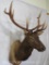 ELK SH MT TAXIDERMY