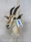 Thompson Gazelle Sh Mt TAXIDERMY