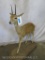 Lifesize Steinbuck on Base TAXIDERMY