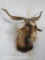 Spanish Goat Sh Mt TAXIDERMY