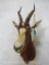 Blesbok Sh Mt TAXIDERMY