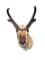 Beautiful Prong-Horn Antelope Sho. mount. Nice Horns- 11 1/2 inches long, 12 inches wide at the horn