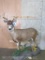 Lifesize Blacktail Deer on Base