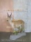 Lifesize Mountain Reedbuck on Base