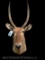 GREAT looking African Waterbuck, with BIG Horns = 26 1/2 inches long, mount is 52 inches tall, & 29