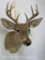 Whitetail Sh Mt TAXIDERMY