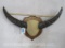 Water Buffalo Horns on Plaque