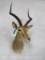 Impala Sh Mt TAXIDERMY