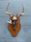 Really NICE Camo White-Tail Deer full Skull - all teeth.. Beautiful 6 point antlers, on wood Panel,