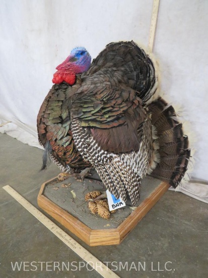 Lifesize Strutting Turkey on Base