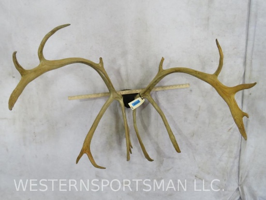 Mounted Caribou Rack TAXIDERMY