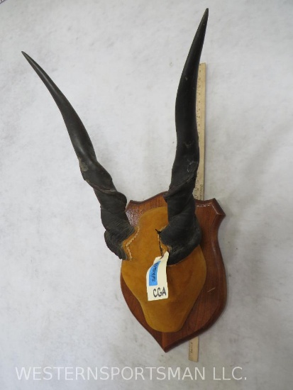 Eland Horns on Plaque TAXIDERMY