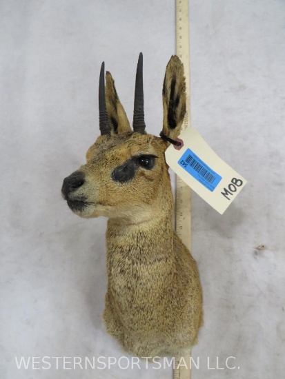 Klipspringer Sh Mt TAXIDERMY