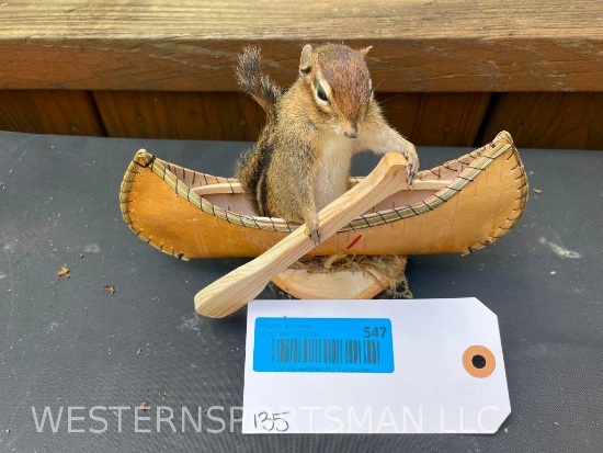 Cute little Cowboy Chipmunk in a Canoe 8 1/4 inches long x 5 1/2 inches tall, NEW Taxidermy