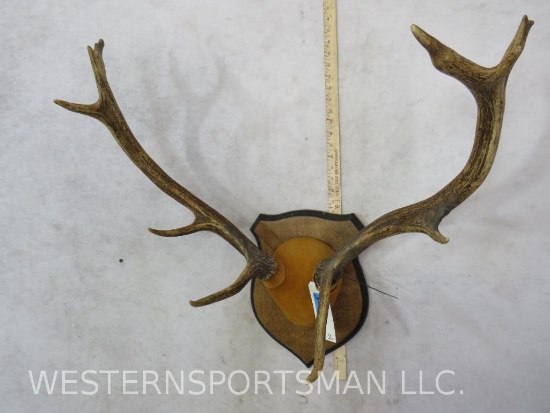Red Stag Rack on Plaque TAXIDERMY