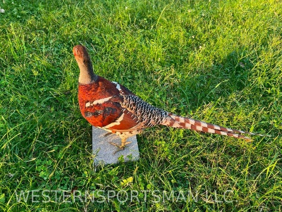 RARE Elliot's Pheasant BEAUTIFUL COLORS, Long tail, and HUGE spurs .. great Taxidermy