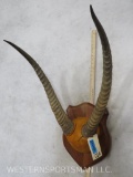 Mounted Waterbuck Horns TAXIDERMY