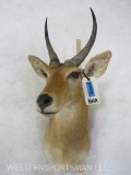 Reedbuck Sh Mt TAXIDERMY