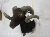 Goat Sh Mt TAXIDERMY