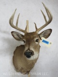 8 PT Whitetail Sh Mt TAXIDERMY